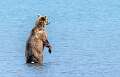 84: Alaska_2026-120