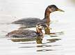 34: Alaska_2026-2