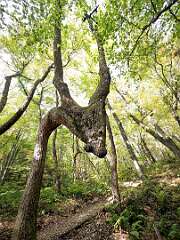 20: Weaverville2025--19