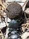 20: 04-02 Dung Beetle