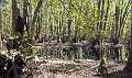 22: 04-02 Sitting In The Cypress Swamp
