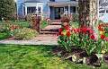 25: 04-17 Beautiful Tulips