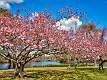 26: 04-17 Cherry Trees In Spring Lake