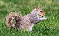 34: 04-22 Squirrel Enjoying A Peanut