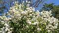 36: Brookgreen Gardens-1