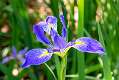 8: Brookgreen Gardens-10
