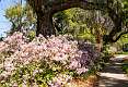 9: Brookgreen Gardens-11