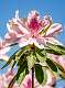 10: Brookgreen Gardens-12