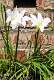 11: Brookgreen Gardens-13