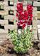 12: Brookgreen Gardens-14