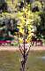 2: Brookgreen Gardens-4