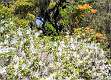3: Brookgreen Gardens-5