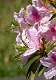4: Brookgreen Gardens-6