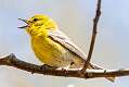 17: Warbler - Pine-1